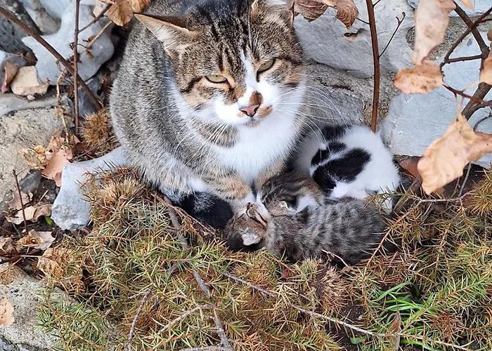 Farm File Bivanje na kmetiji Slope